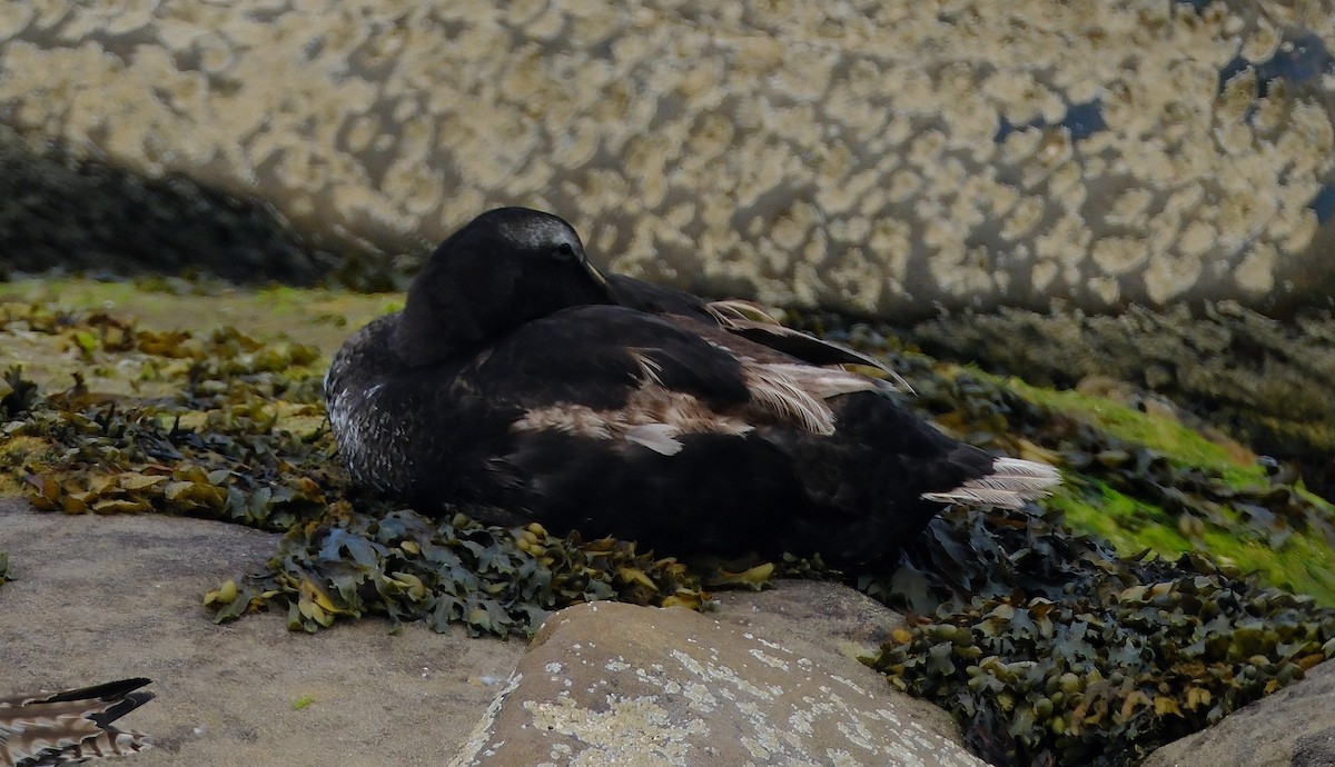 Eider à duvet - ML644012506