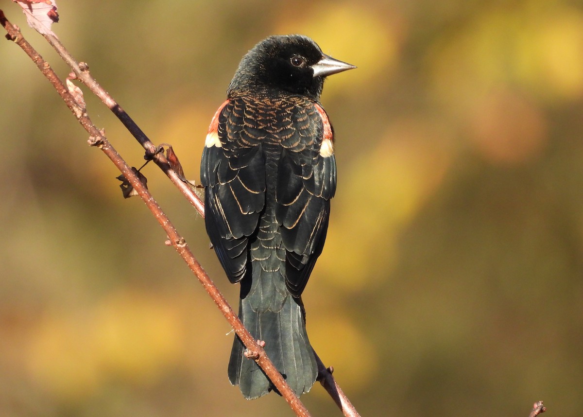 Red-winged Blackbird - ML644012509