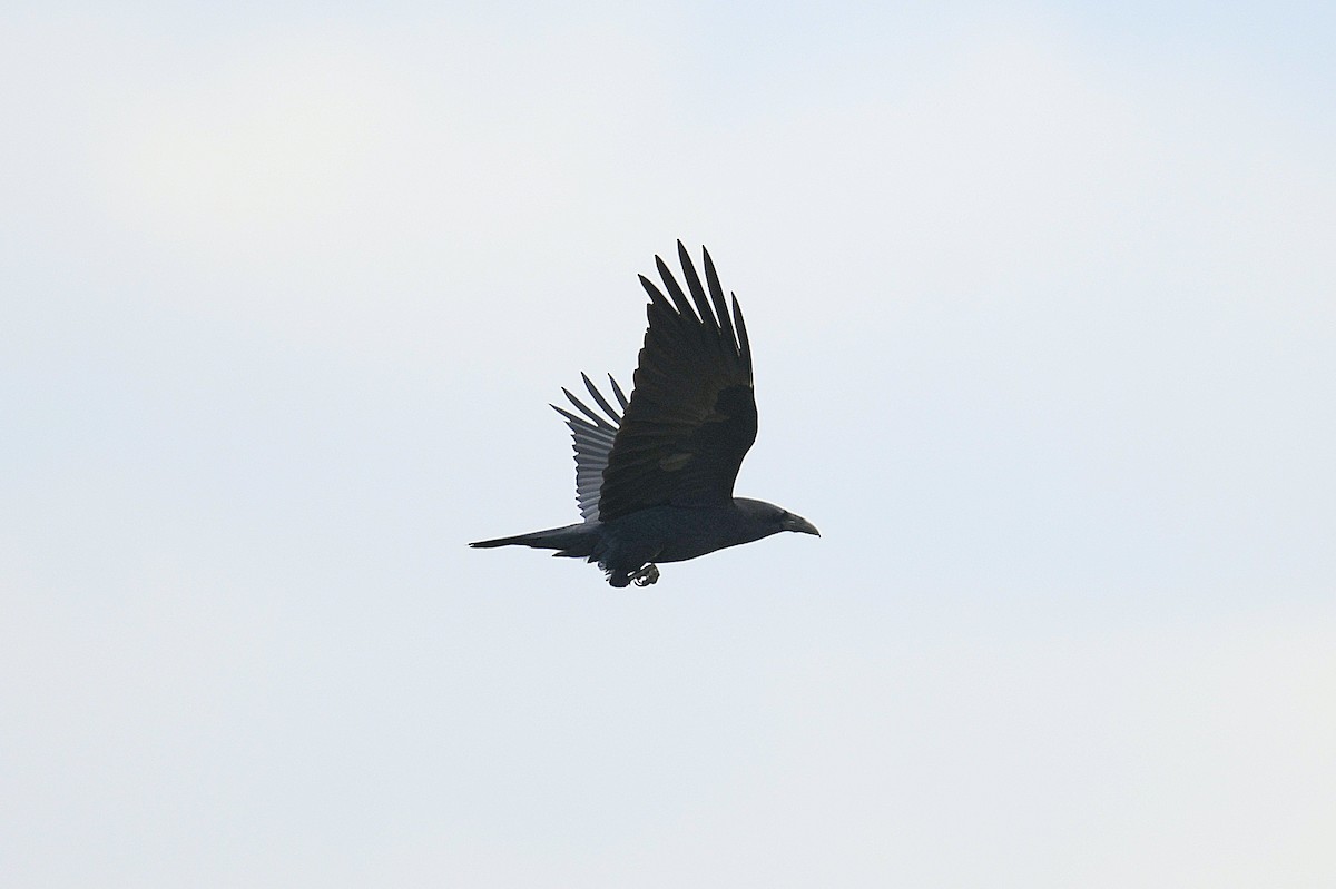 Common Raven - ML644012510