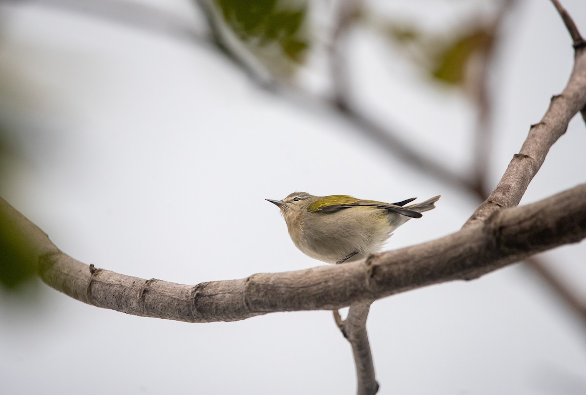 Tennessee Warbler - ML644012518