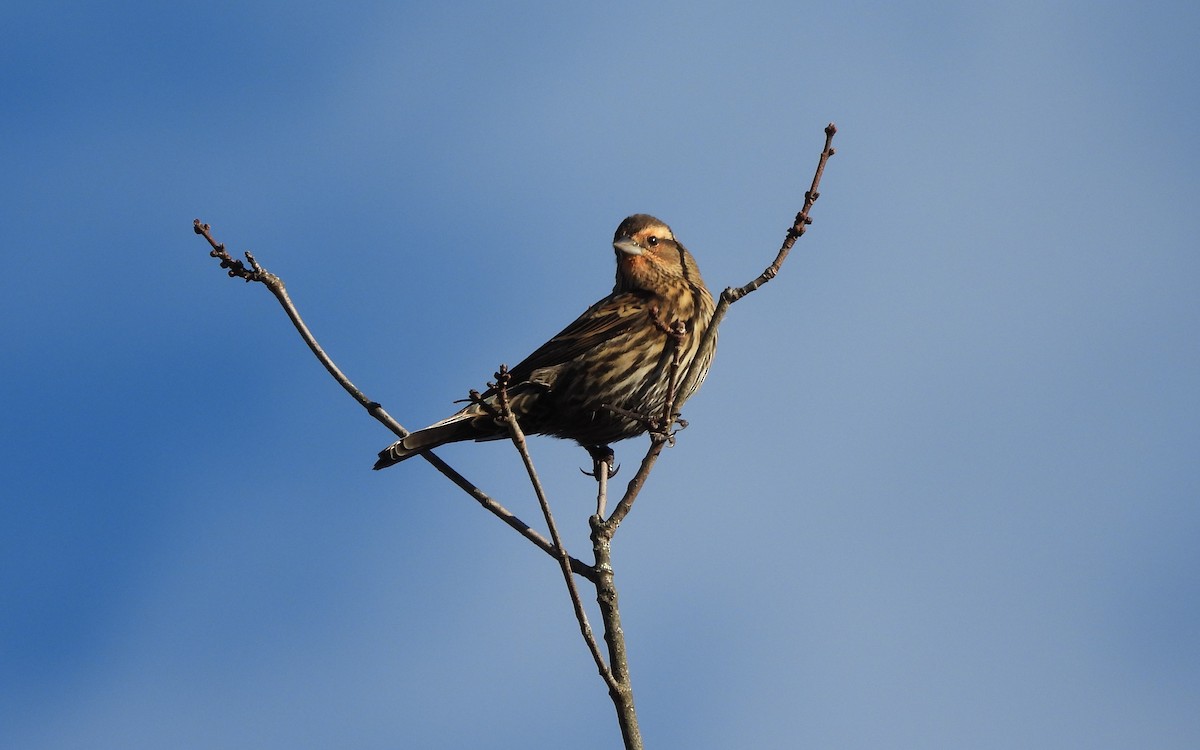 Red-winged Blackbird - ML644012529