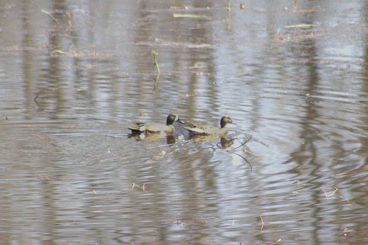 Blue-winged Teal - ML644012530