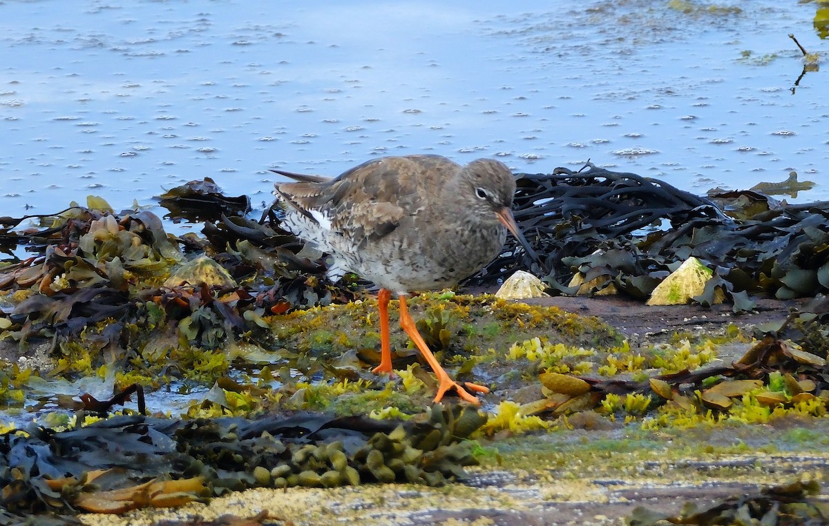 Chevalier gambette - ML644012535