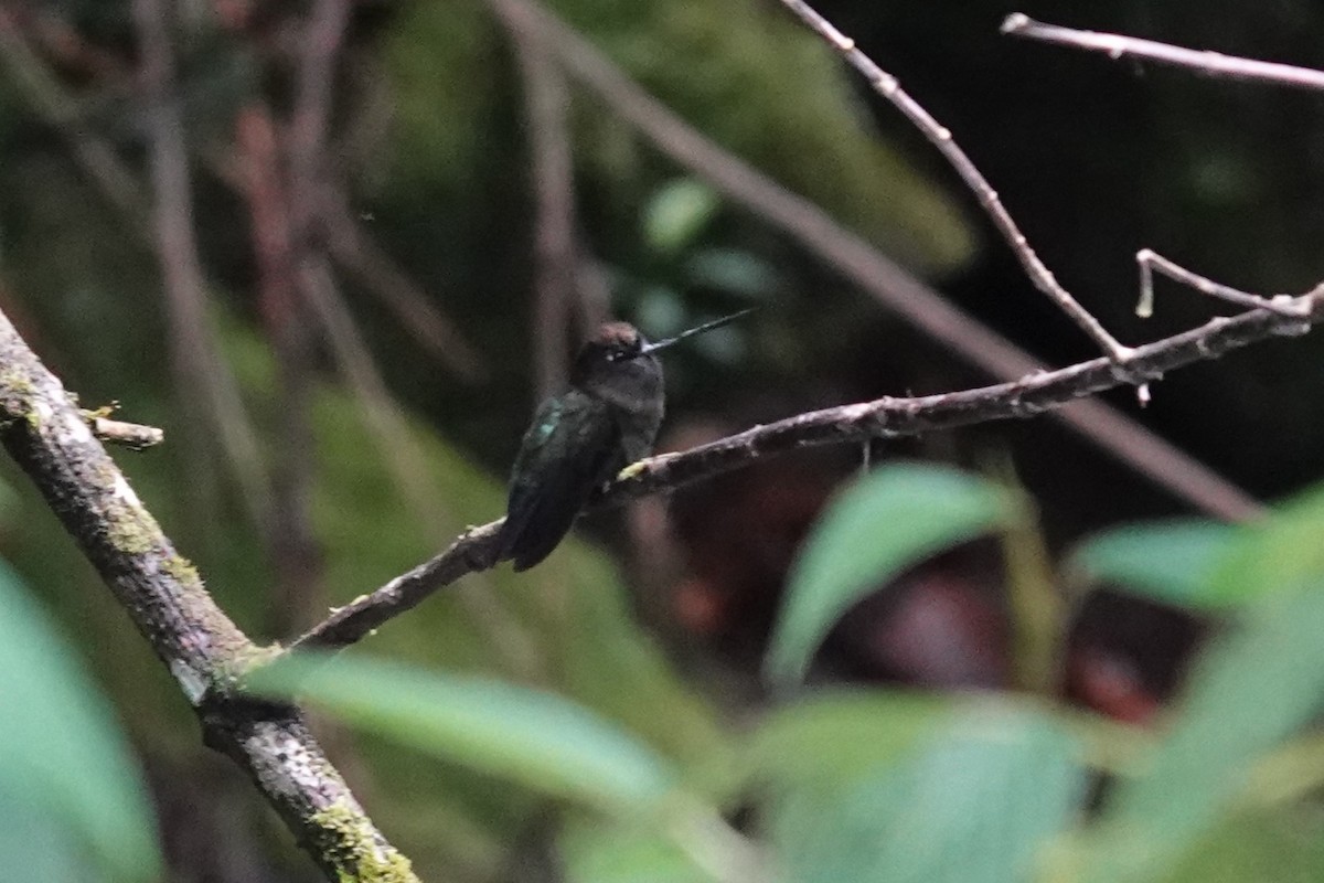 Green-fronted Lancebill - ML644012539