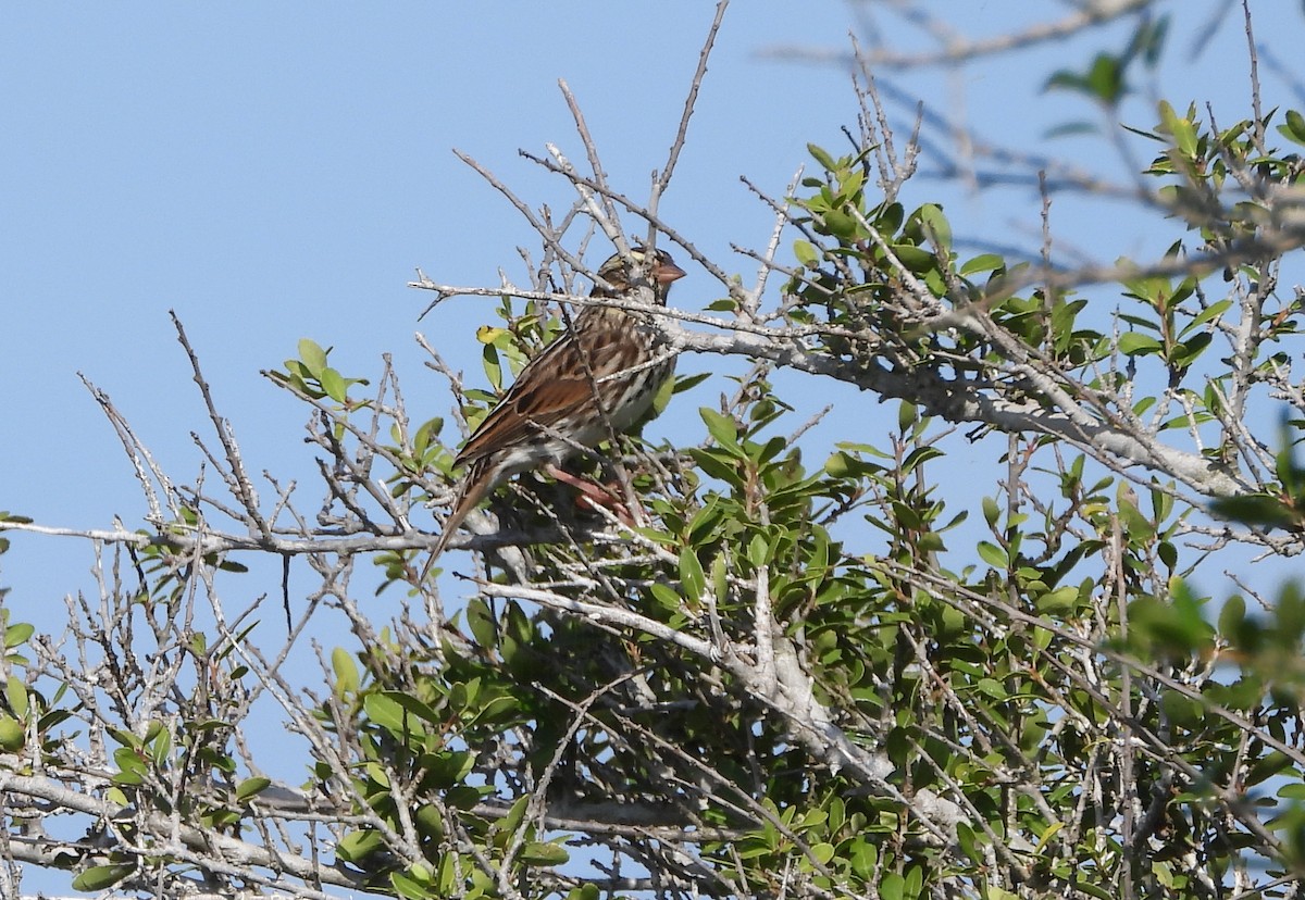 Savannah Sparrow - ML644012552