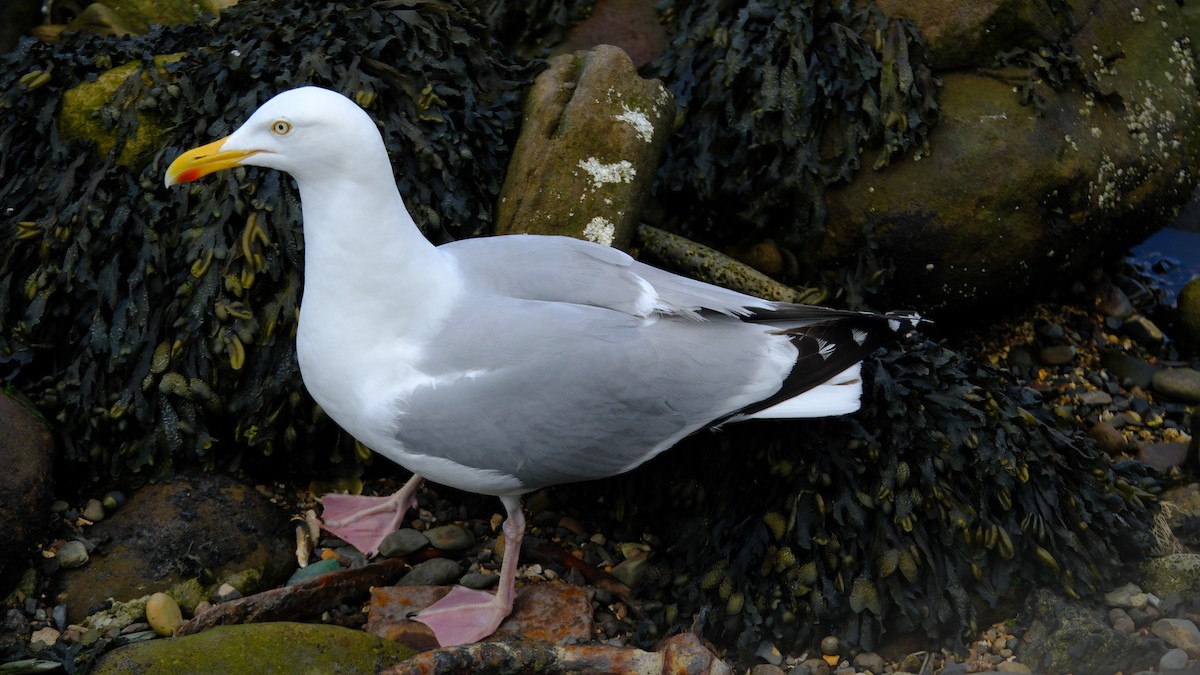 Goéland argenté - ML644012561