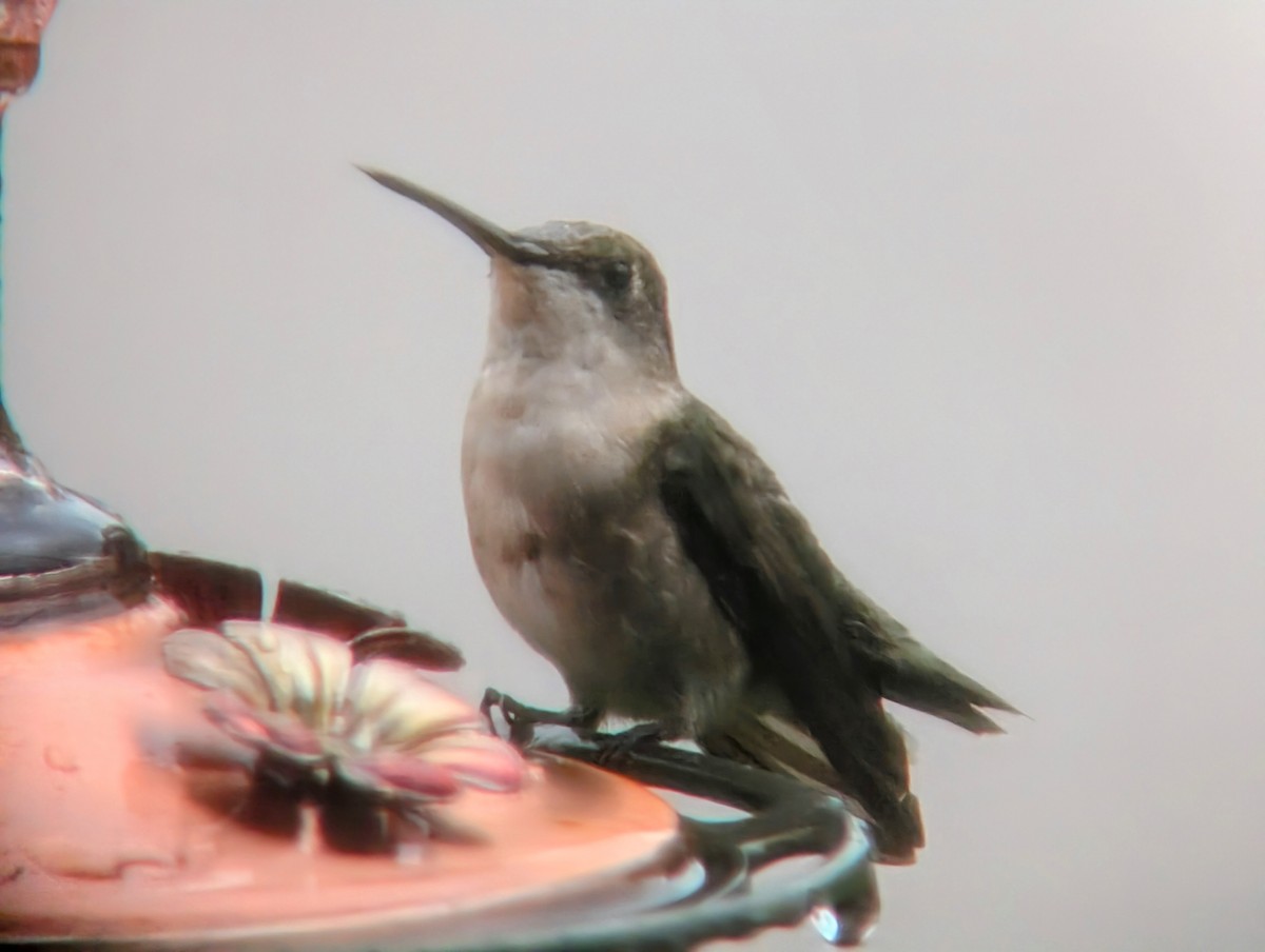 Ruby-throated Hummingbird - ML644012574