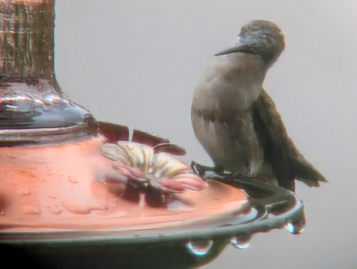 Ruby-throated Hummingbird - ML644012575