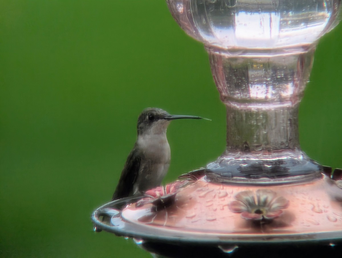 Ruby-throated Hummingbird - ML644012576