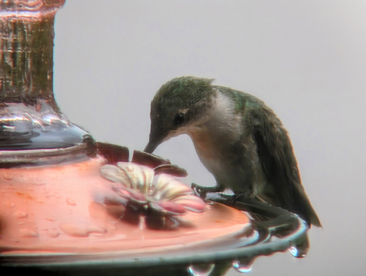 Ruby-throated Hummingbird - ML644012577