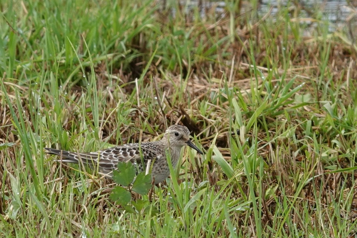 Baird's Sandpiper - ML644012588