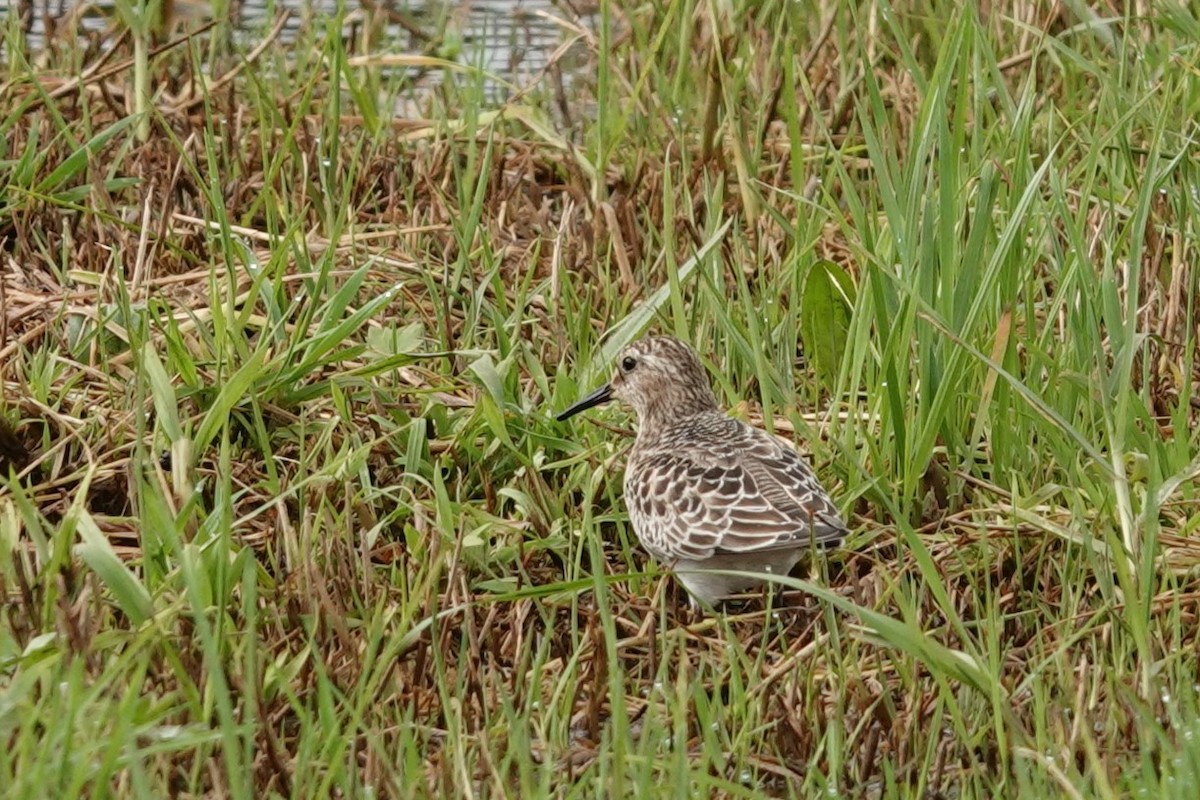 Baird's Sandpiper - ML644012595