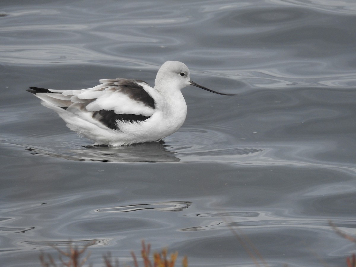 American Avocet - ML644012608