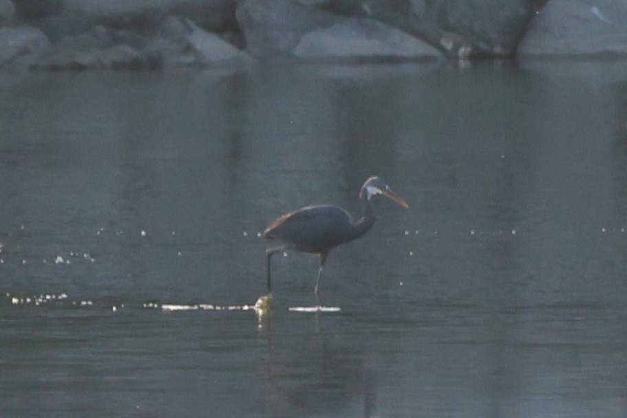 Western Reef-Heron - ML644012611