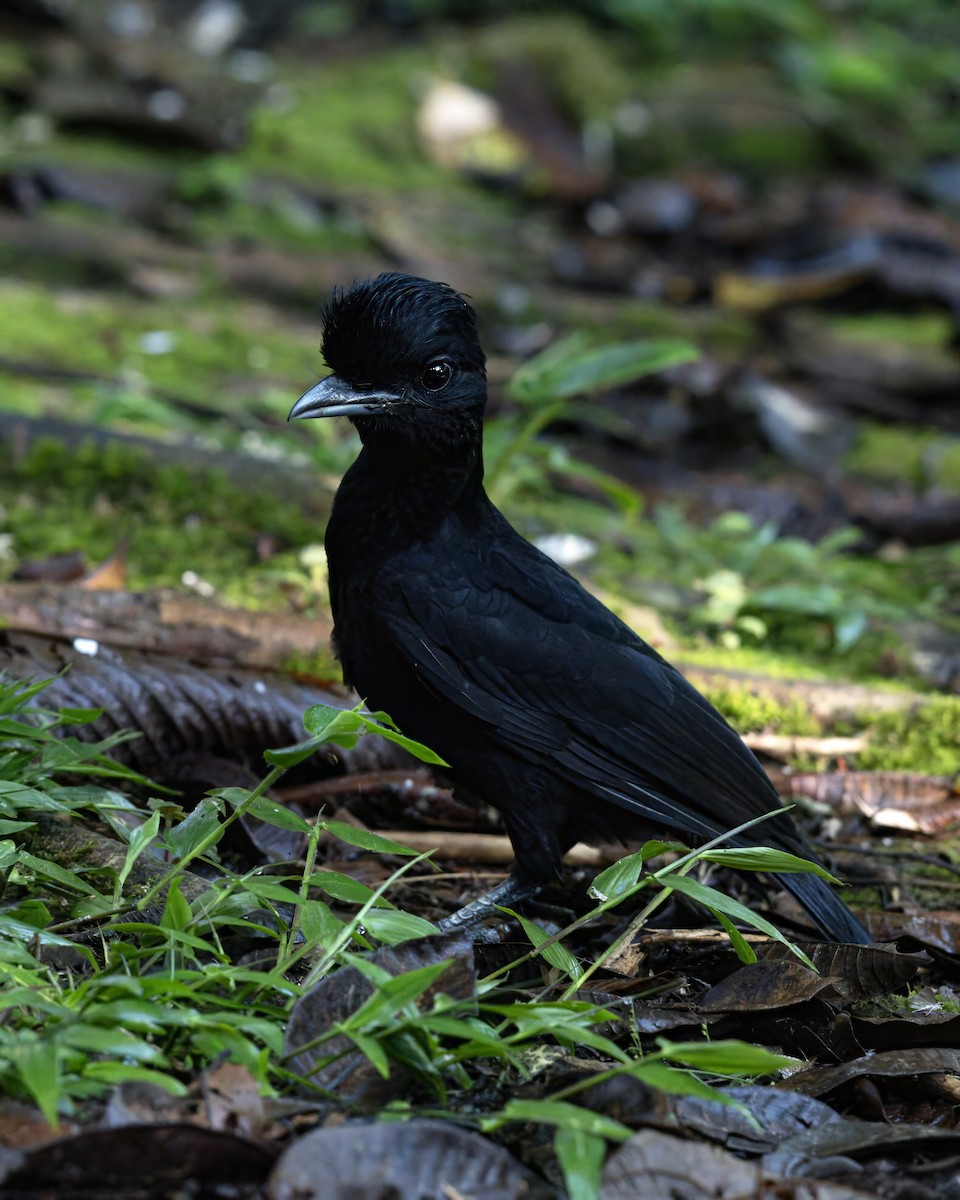 Long-wattled Umbrellabird - ML644012612