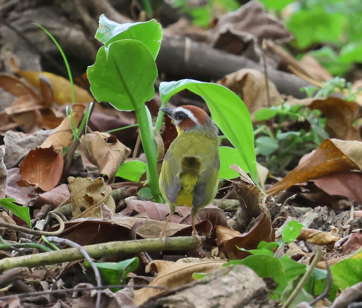 Chestnut-capped Warbler - ML644012624
