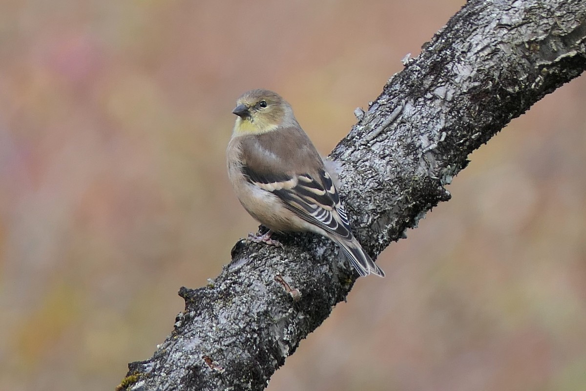 American Goldfinch - ML644012625