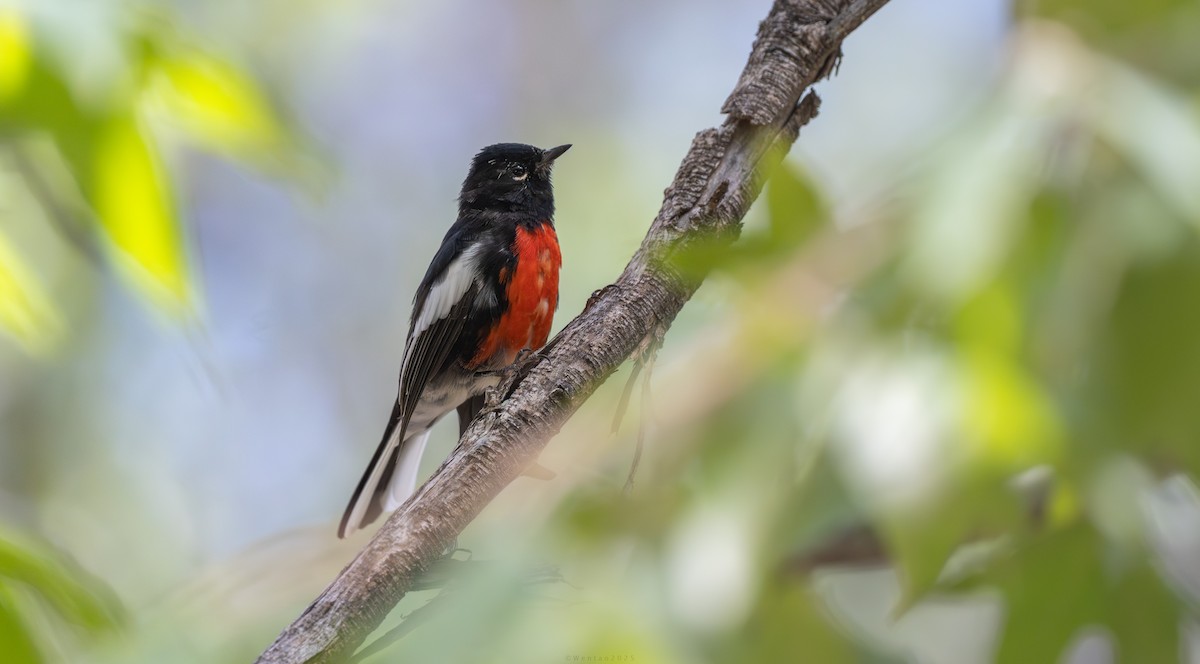 Белокрылая канделита - ML644012637