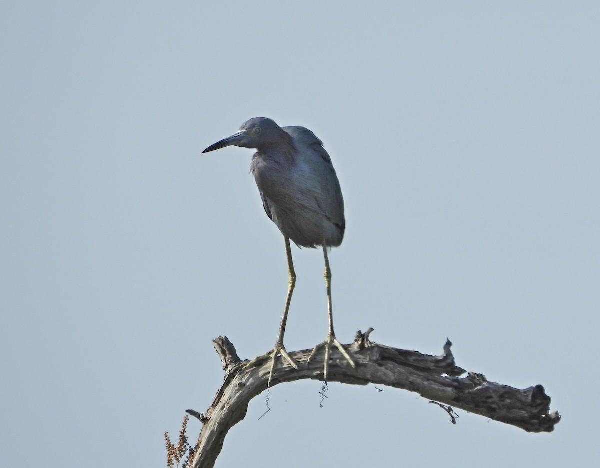 Little Blue Heron - ML644012638