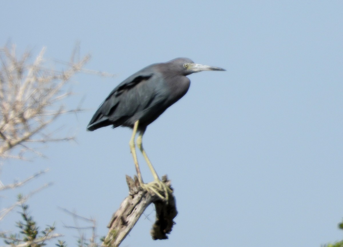Little Blue Heron - ML644012639