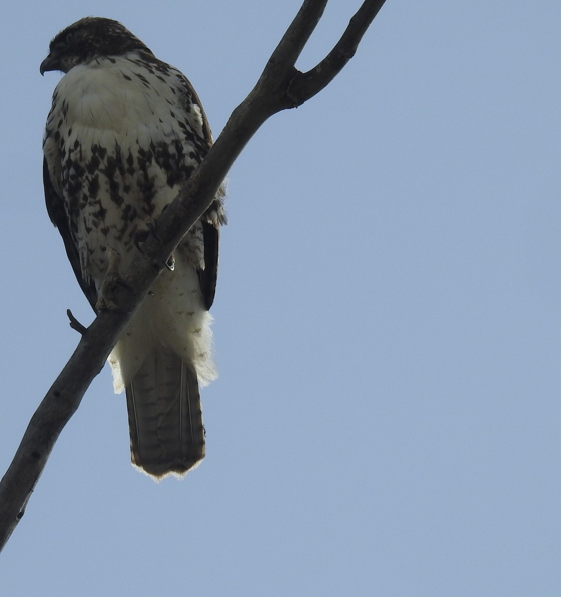 Red-tailed Hawk - ML644012640