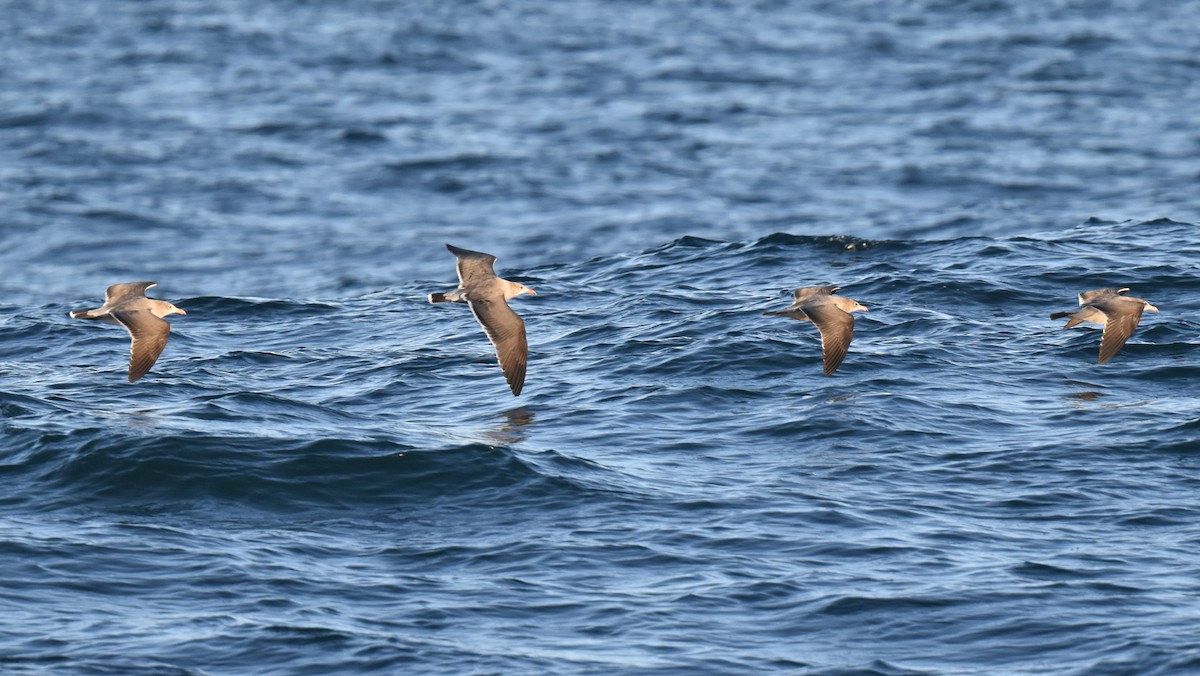 Heermann's Gull - ML644012647