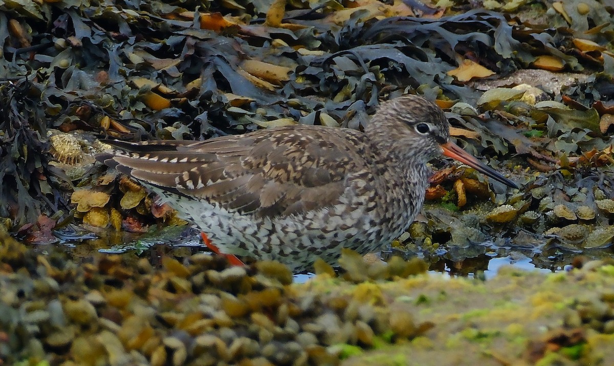 Chevalier gambette - ML644012651