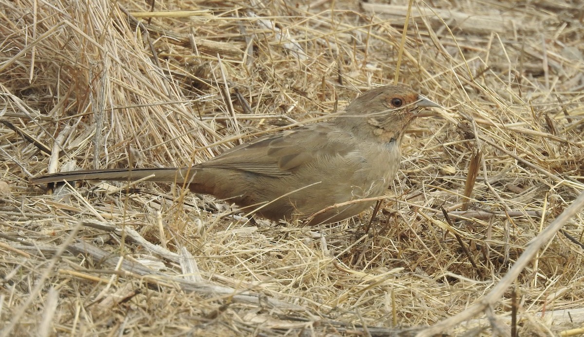 California Towhee - ML644012656