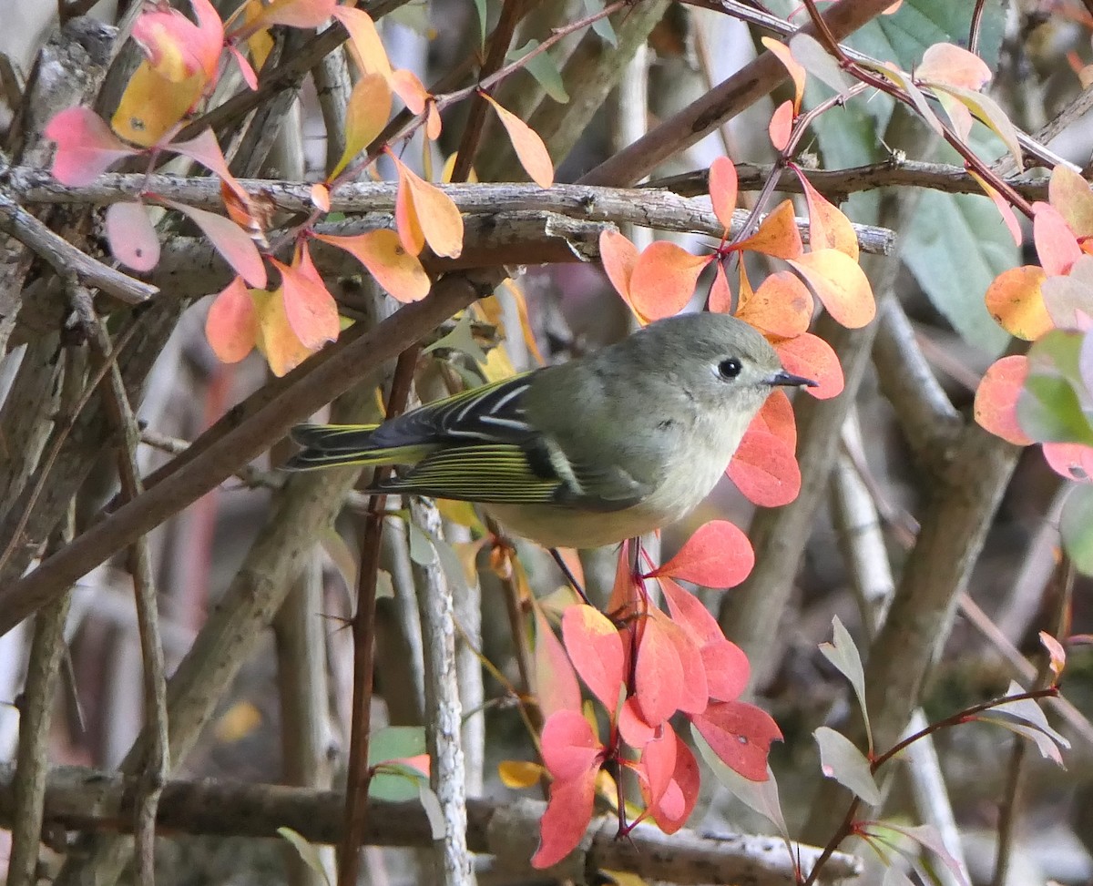 Ruby-crowned Kinglet - ML644012658