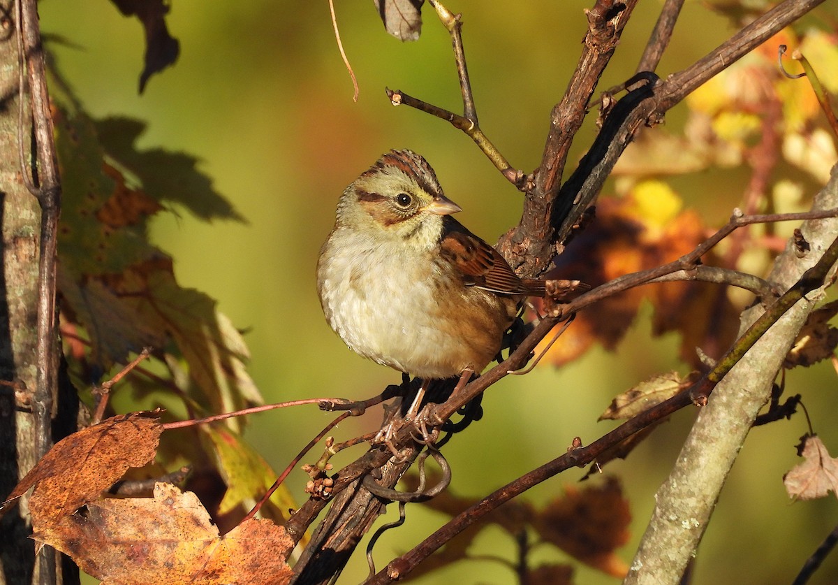 Swamp Sparrow - ML644012663