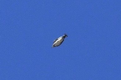 アカエリツメナガホオジロ - ML644012665
