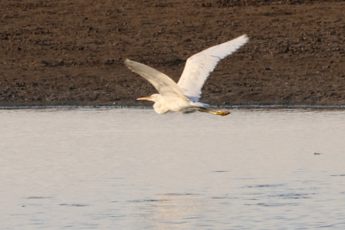 Yellow-billed/Medium Egret - ML644012669