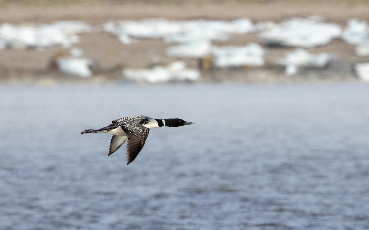 Aliota handia - ML644012676