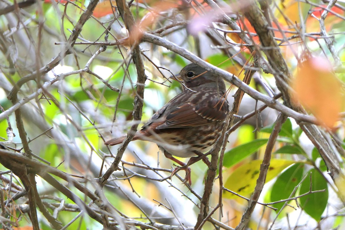 Fox Sparrow - ML644012694