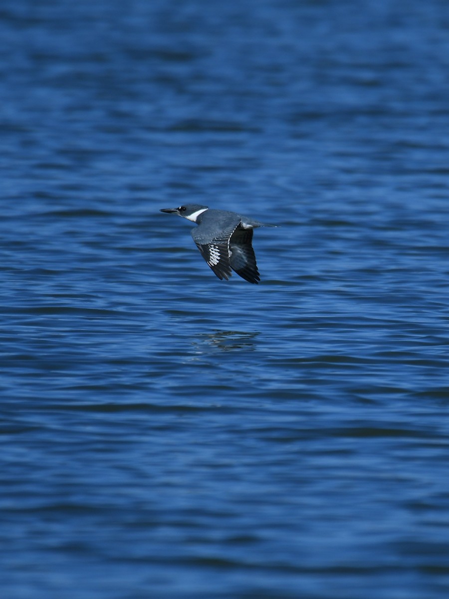 Kuşaklı Yalıçapkını - ML644012698