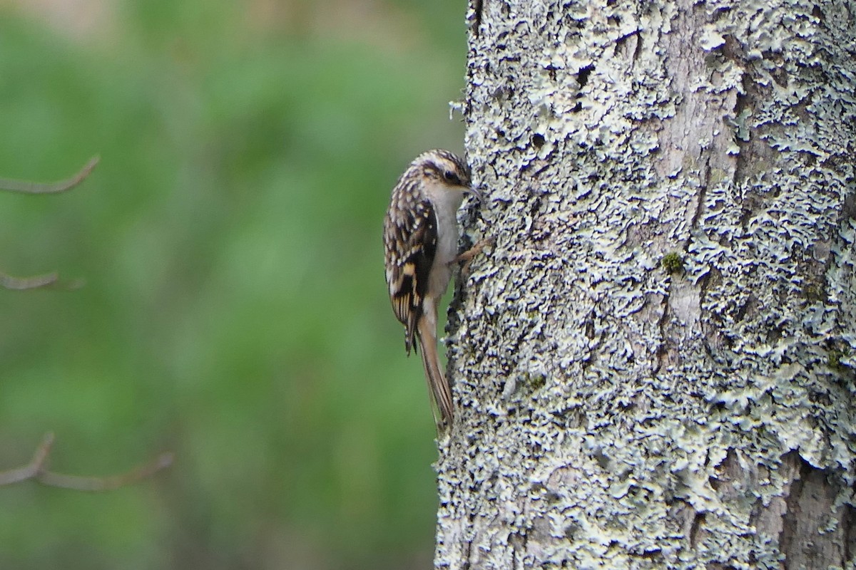 Brown Creeper - ML644012703