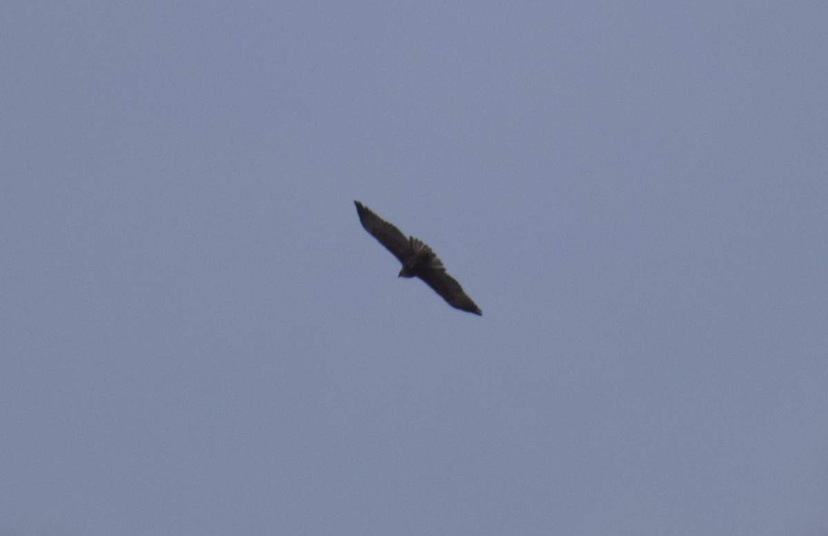 Variable Hawk - ML644012716