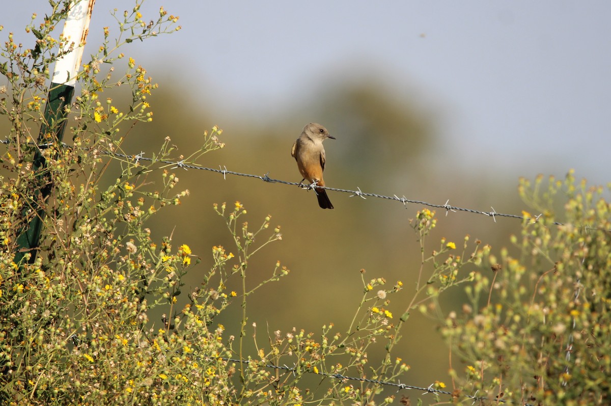 Say's Phoebe - ML644012721