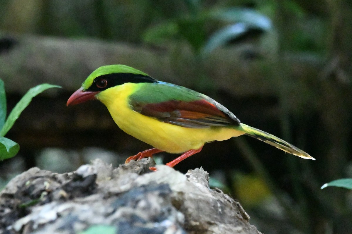 Indochinese Green-Magpie - ML644012723