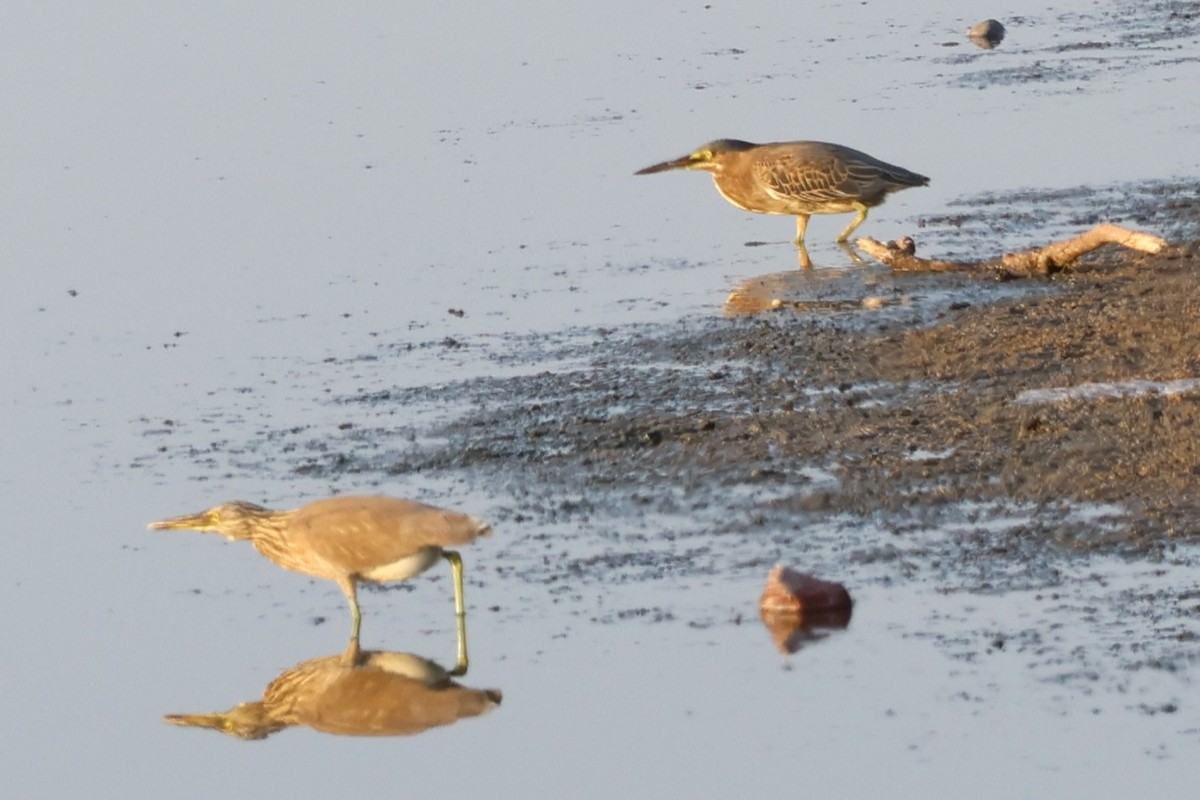 Indian Pond-Heron - ML644012724