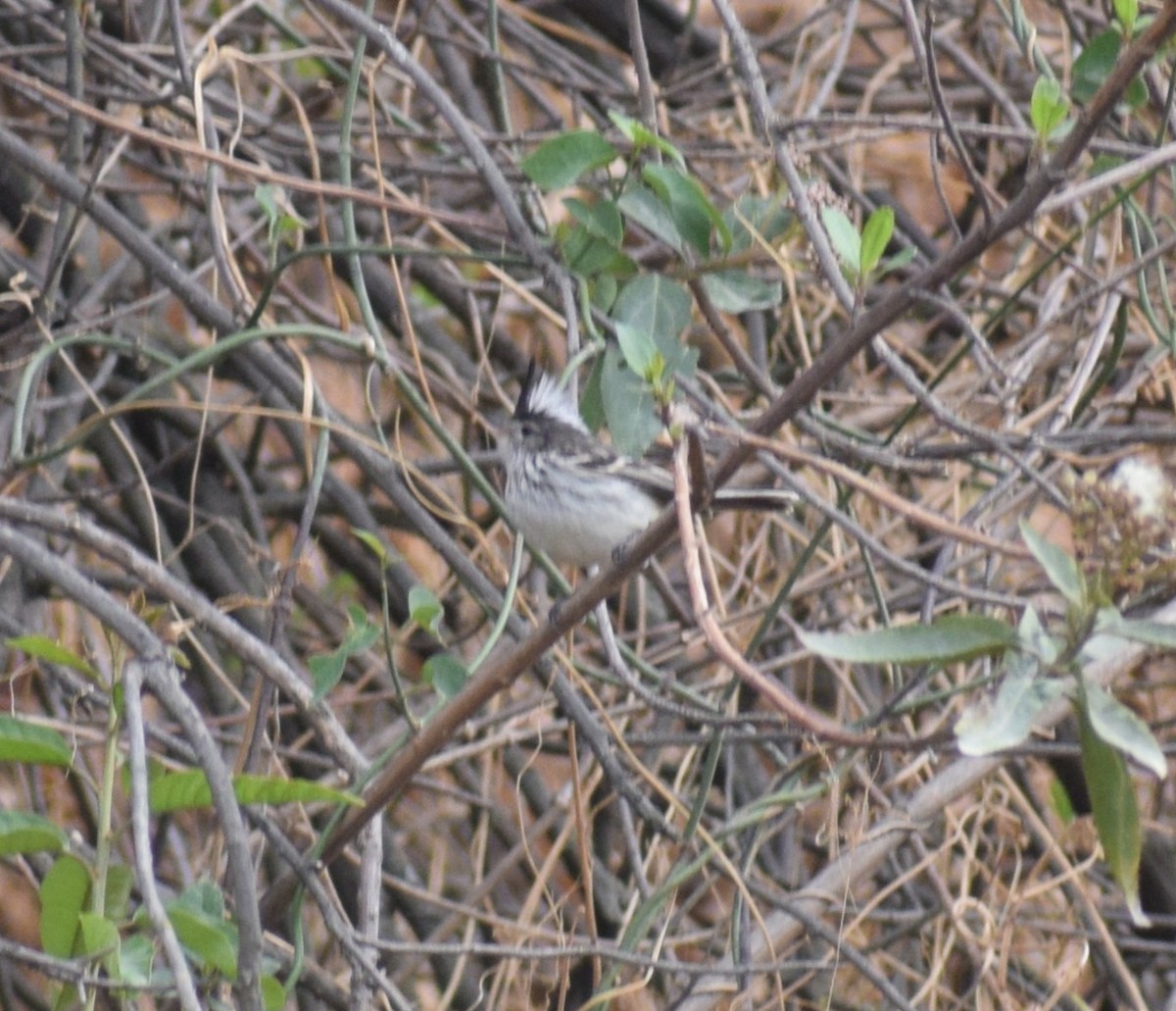 Yellow-billed Tit-Tyrant - ML644012727