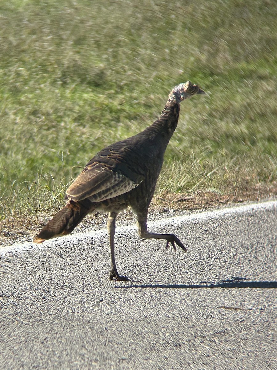 Wild Turkey - ML644012734