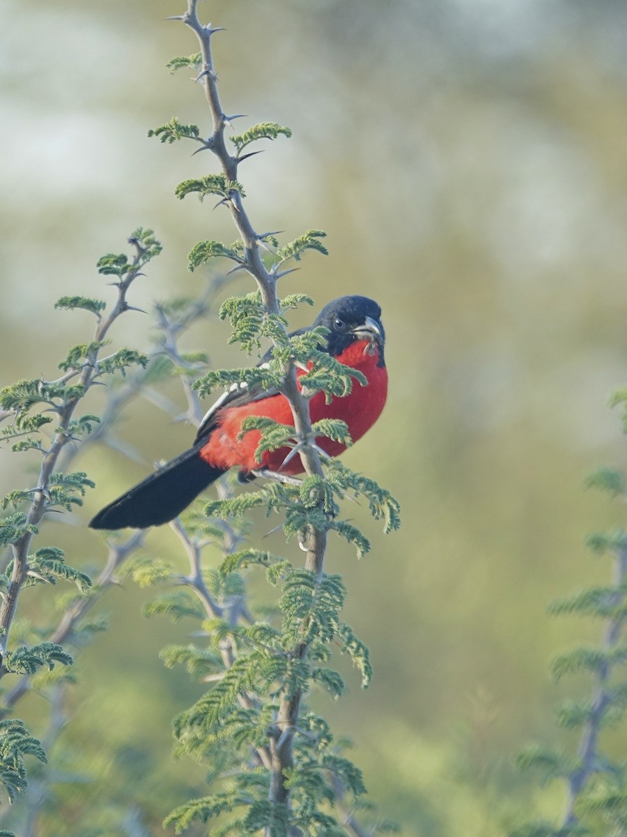 Crimson-breasted Gonolek - ML644012739