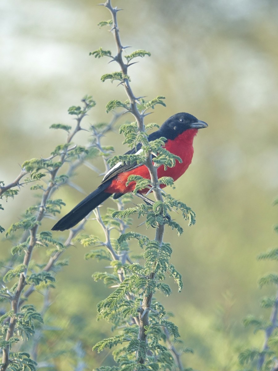 Crimson-breasted Gonolek - ML644012740