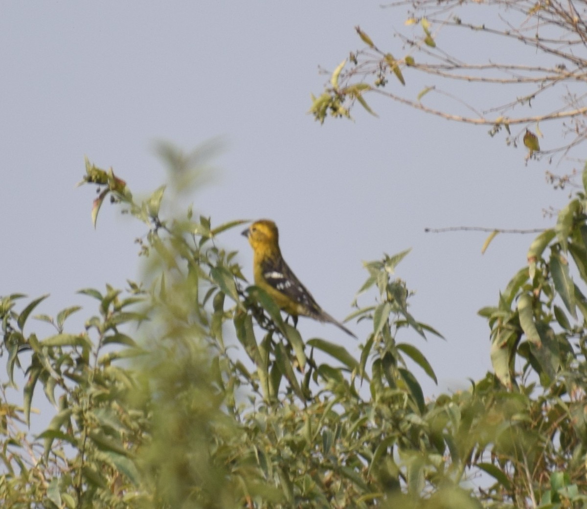Golden Grosbeak - ML644012750