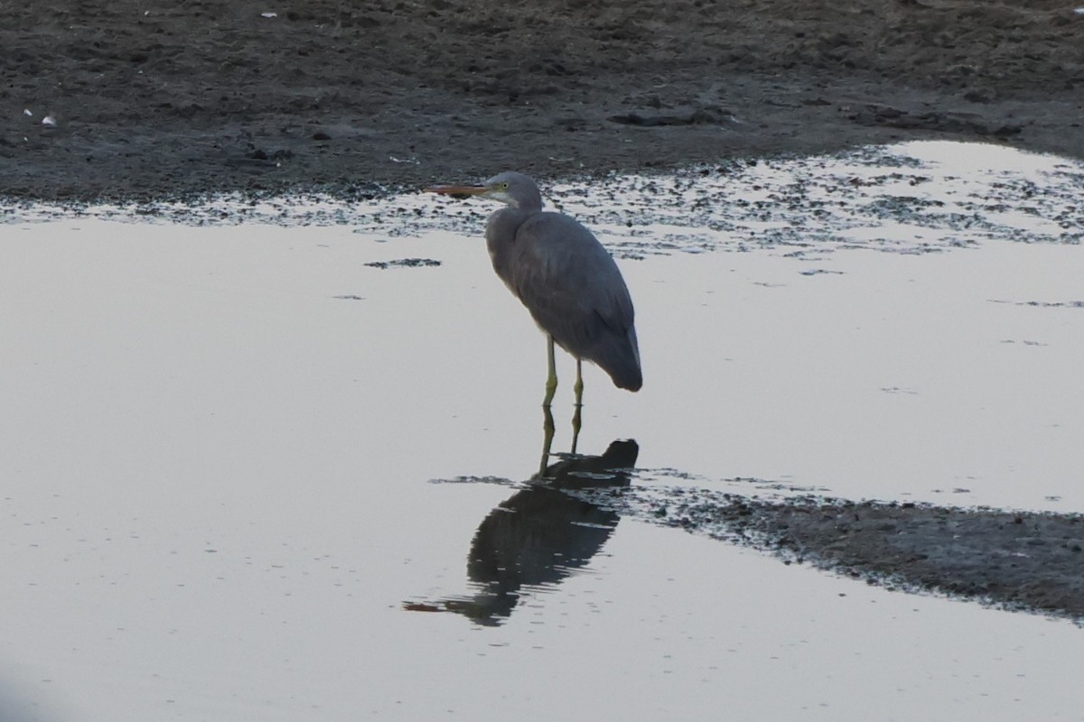 Western Reef-Heron - ML644012752