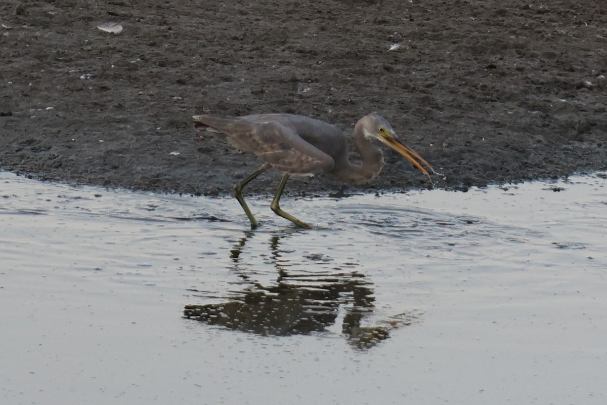 Western Reef-Heron - ML644012753