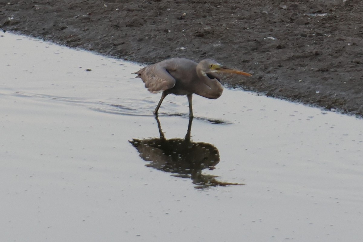 Western Reef-Heron - ML644012754
