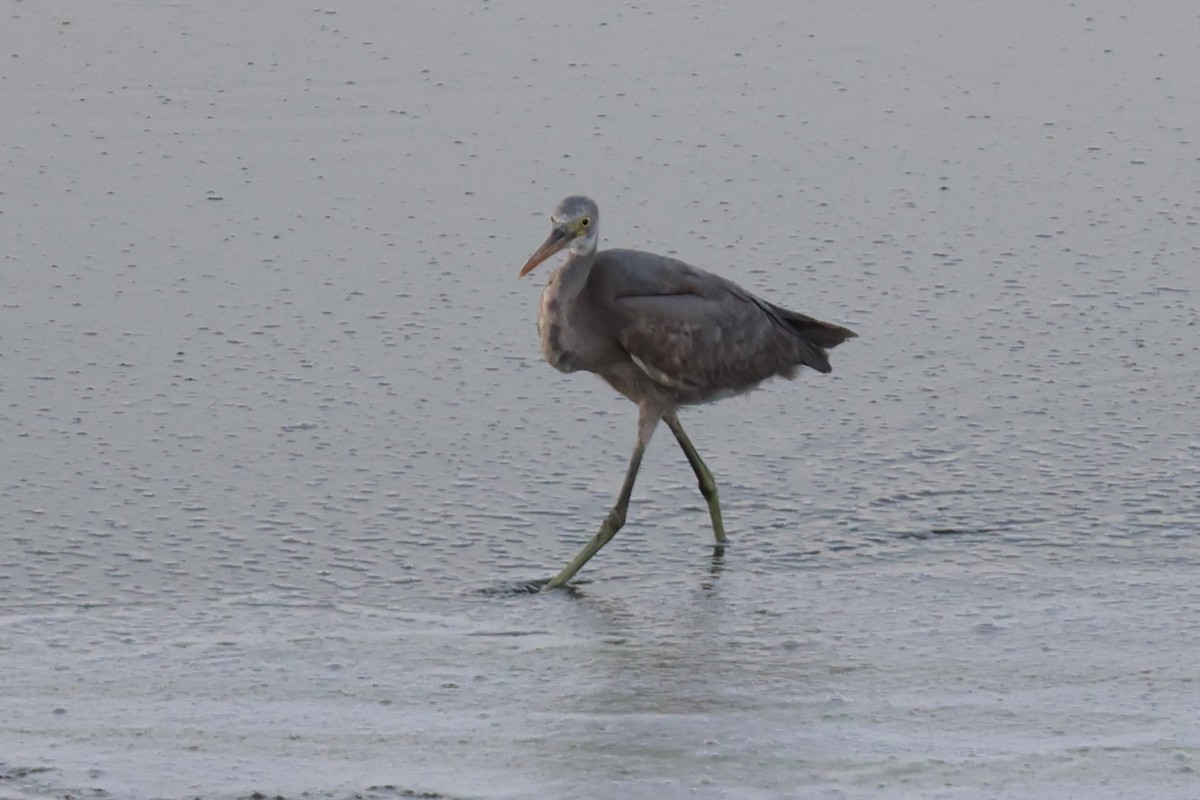Western Reef-Heron - ML644012759