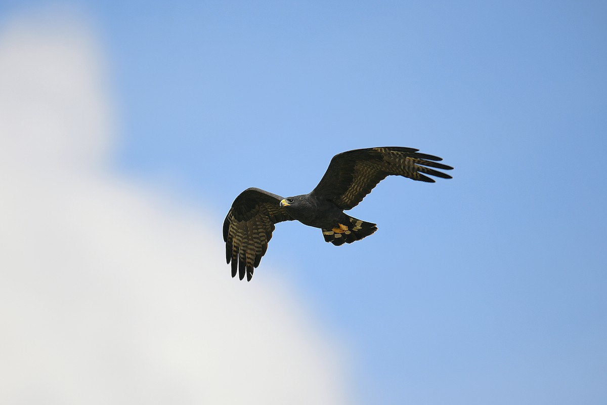 Zone-tailed Hawk - ML644012782